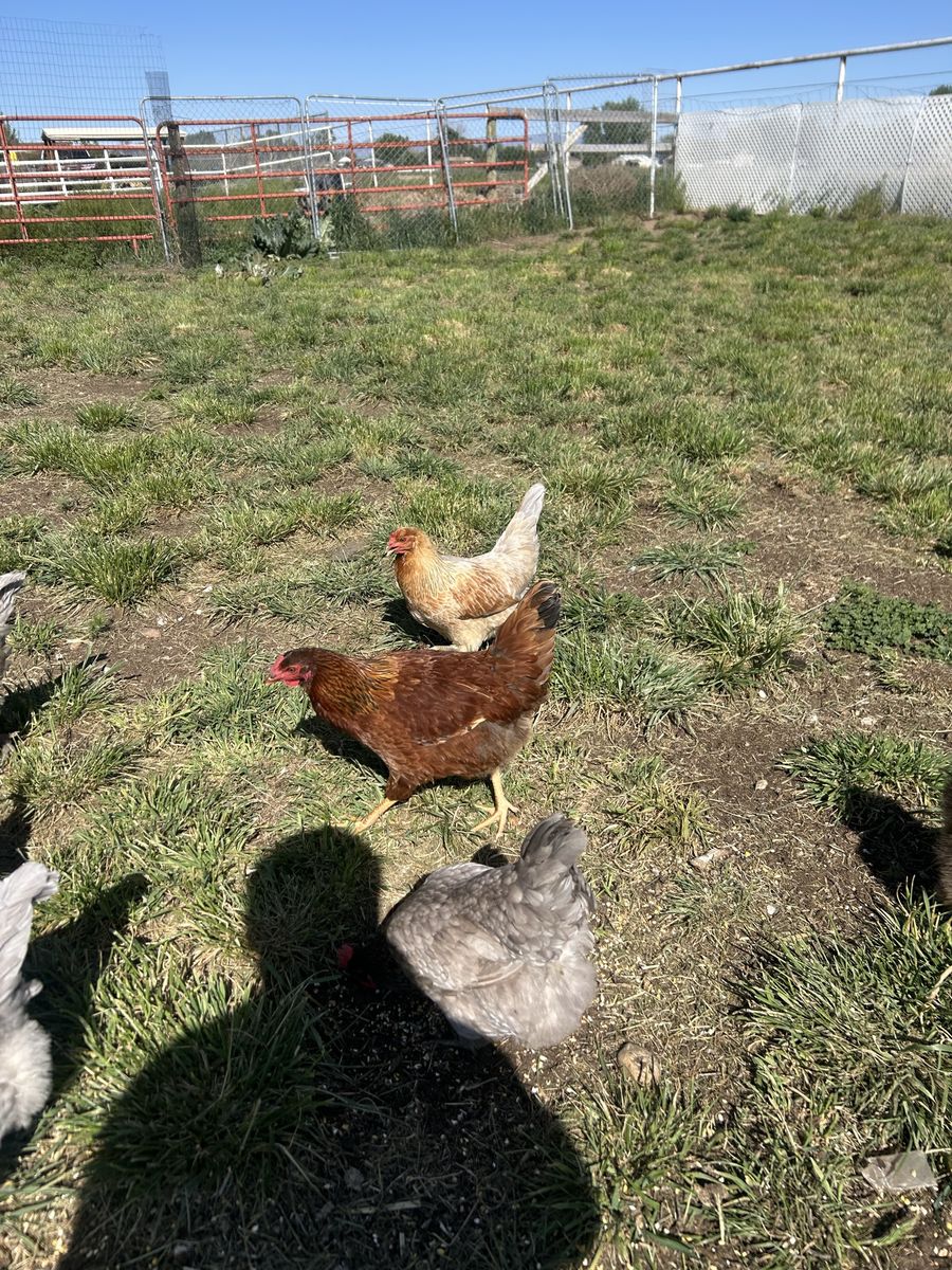Red Wyandotte laying hen (8 months)