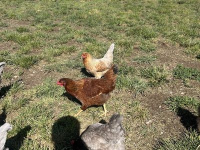 Red Wyandotte laying hen (8 months)