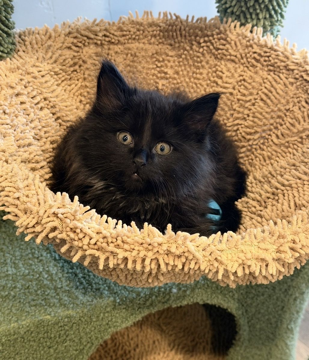 Norwegian Forest Kitten