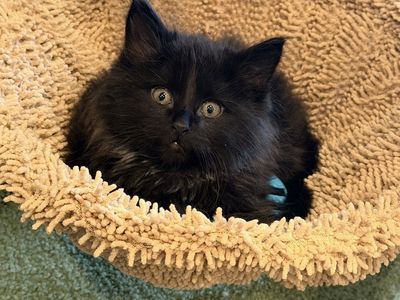 Norwegian Forest Kitten
