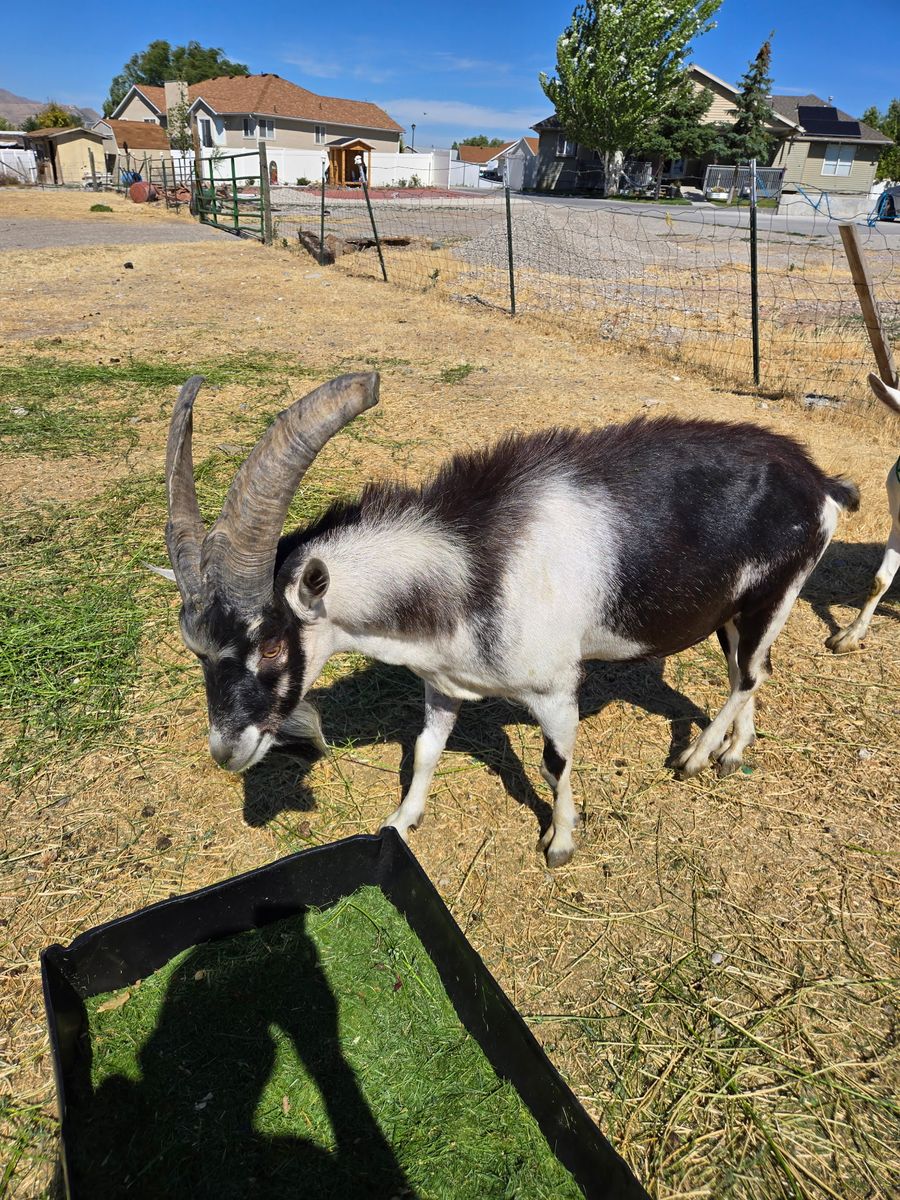 2 year old Alpine buck