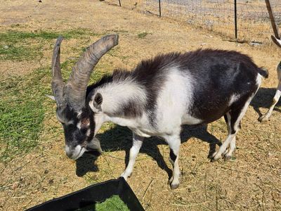 2 year old Alpine buck
