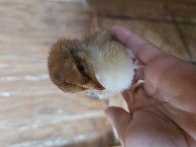 purebred chicks!