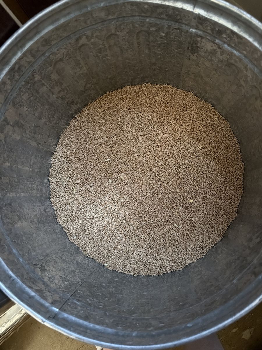 Grain in Metal Bin - Untouched Grain Storage