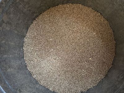 Grain in Metal Bin - Untouched Grain Storage