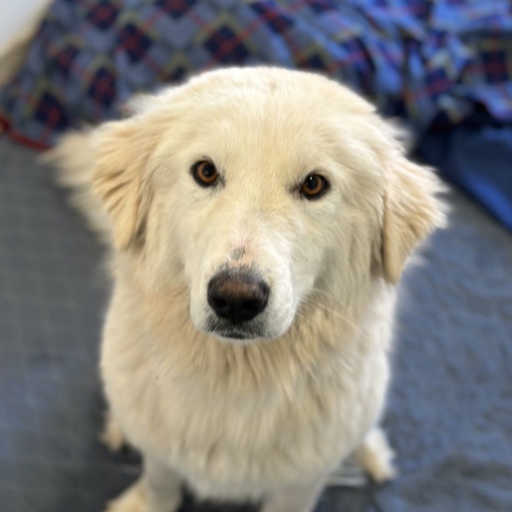 Hello my name is Pierogi