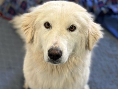 Hello my name is Pierogi