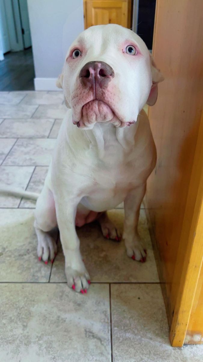 XL Bully/Pitbull Mix