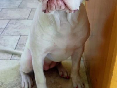 XL Bully/Pitbull Mix