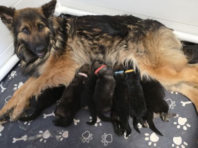 AKC Long Coat Sable German Shepherd Puppies