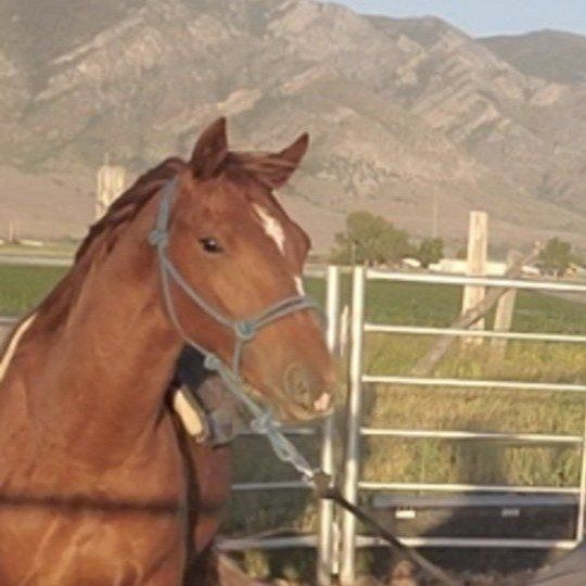 Quarter Horse Colt - Grade