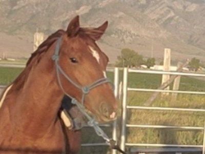 Quarter Horse Colt - Grade