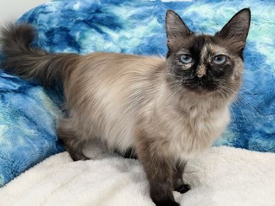 Chessie: Rare Tortie Mink!! 1yo Balinese look-alike