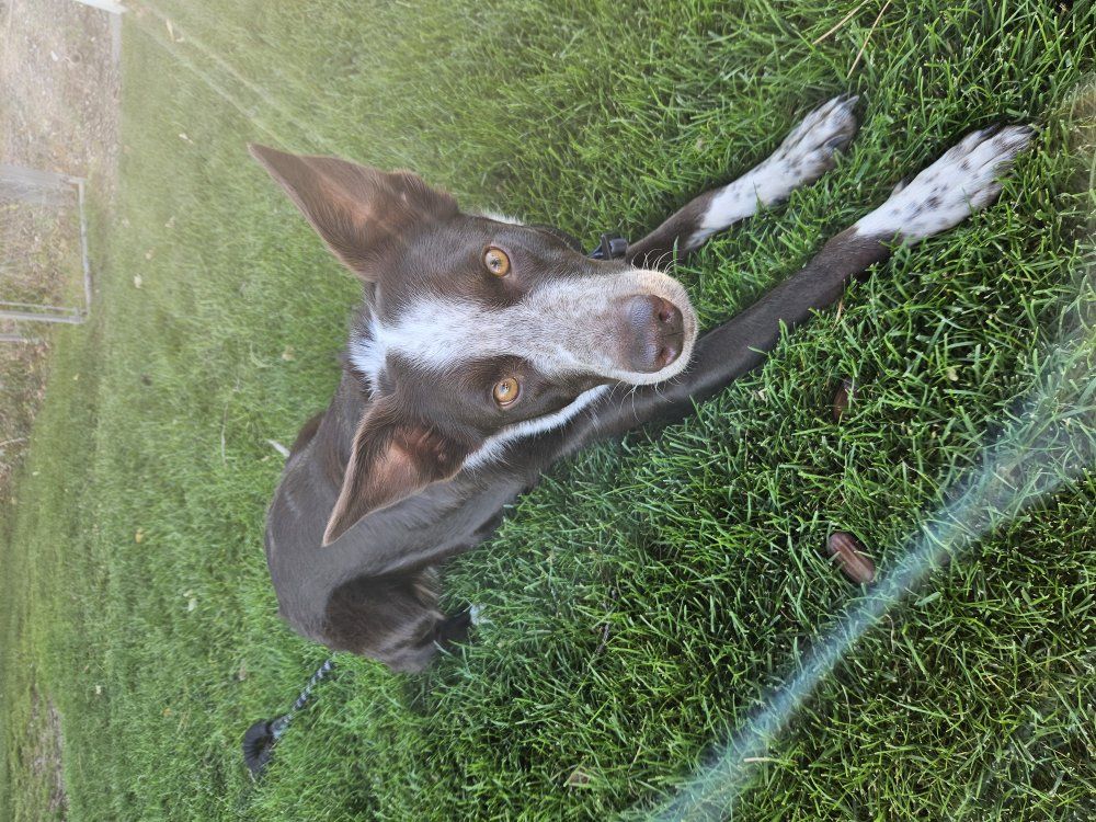 Cuddliest Girl Looking For New Best Friend