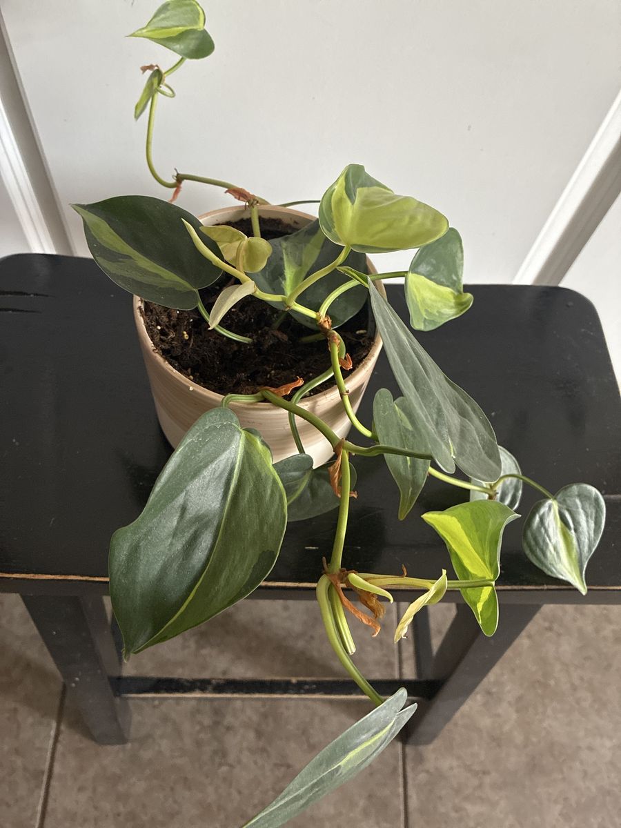 photos plant in white ceramic pot