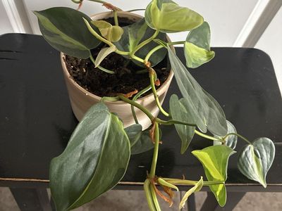 photos plant in white ceramic pot