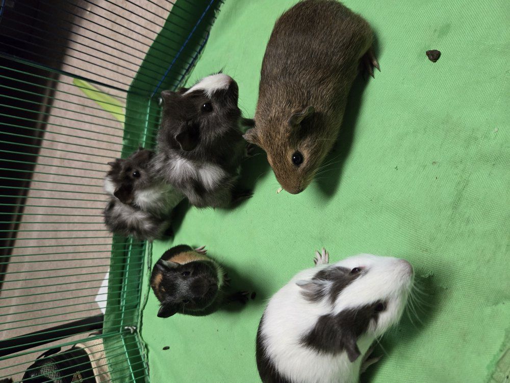 Guinea pig babies