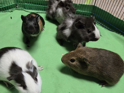Guinea pig babies