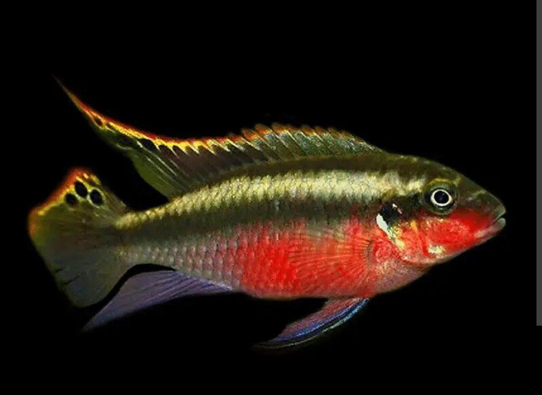 fish super red kribensis adult males