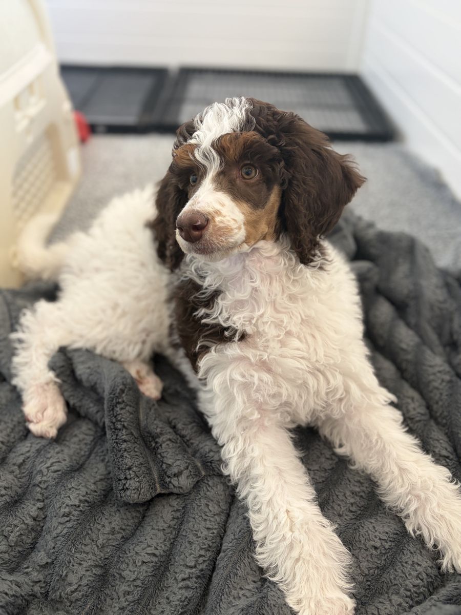 AKC Standard Poodles