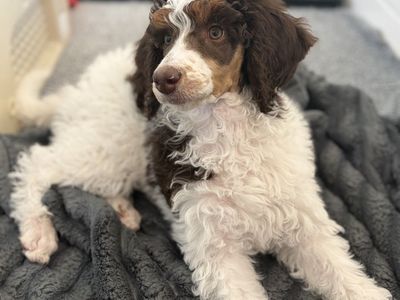 AKC Standard Poodles