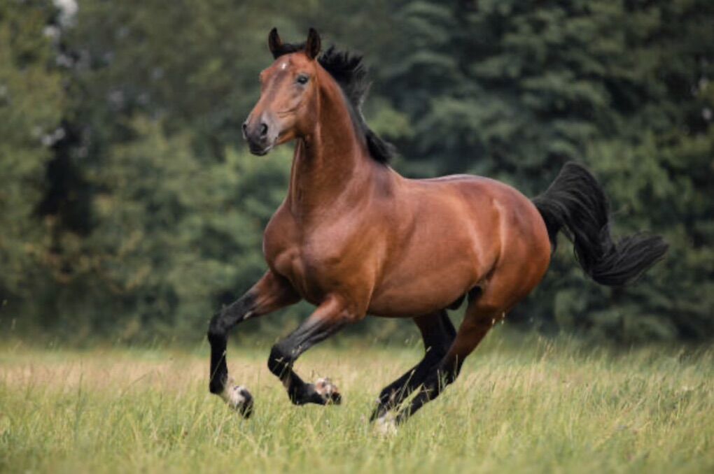 ISO--Paso Fino Horse