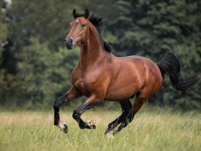 ISO--Paso Fino Horse