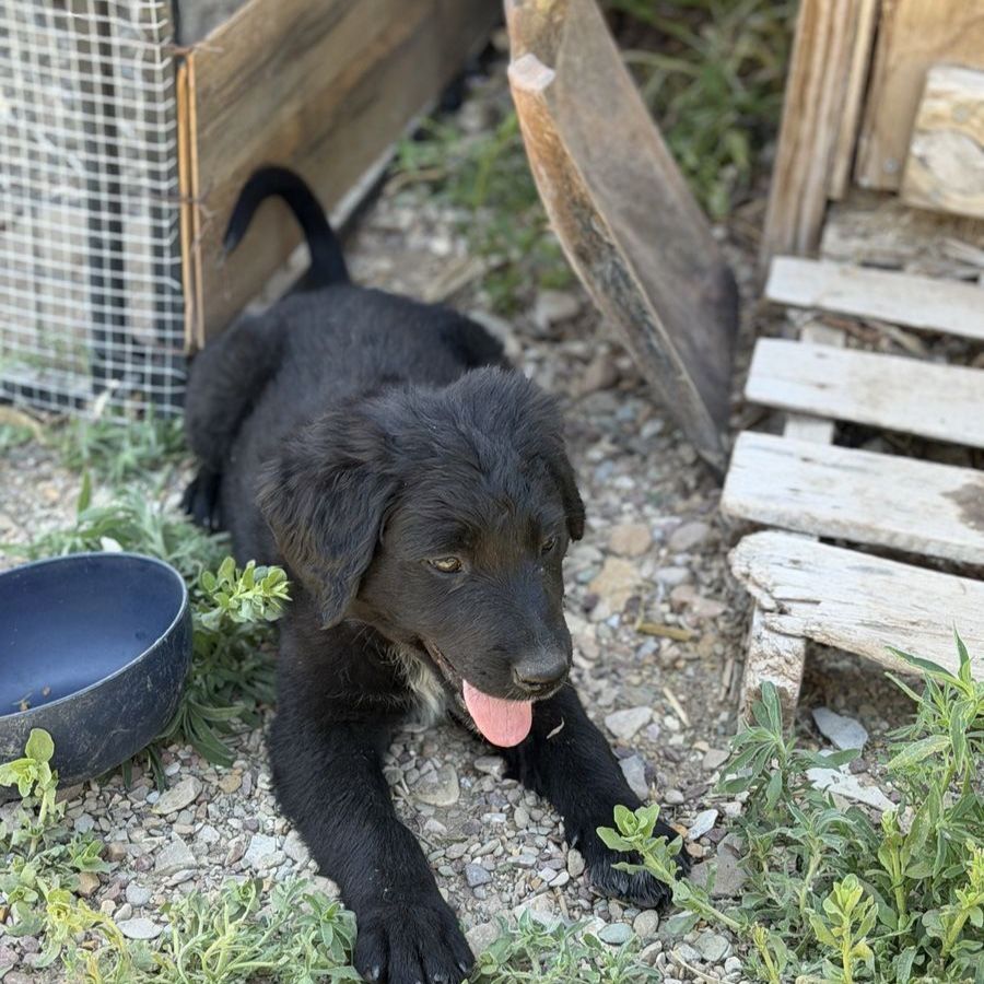 Lab/collie mix puppies