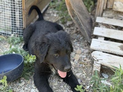 Lab/collie mix puppies