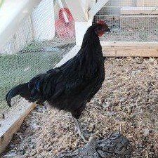 FREE Rooster