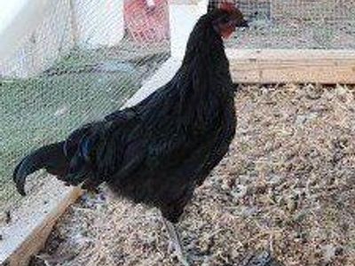 FREE Rooster