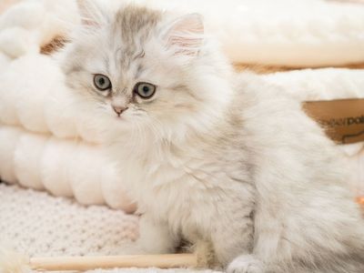 Family-Raised Teacup Persian Doll Face Kitten