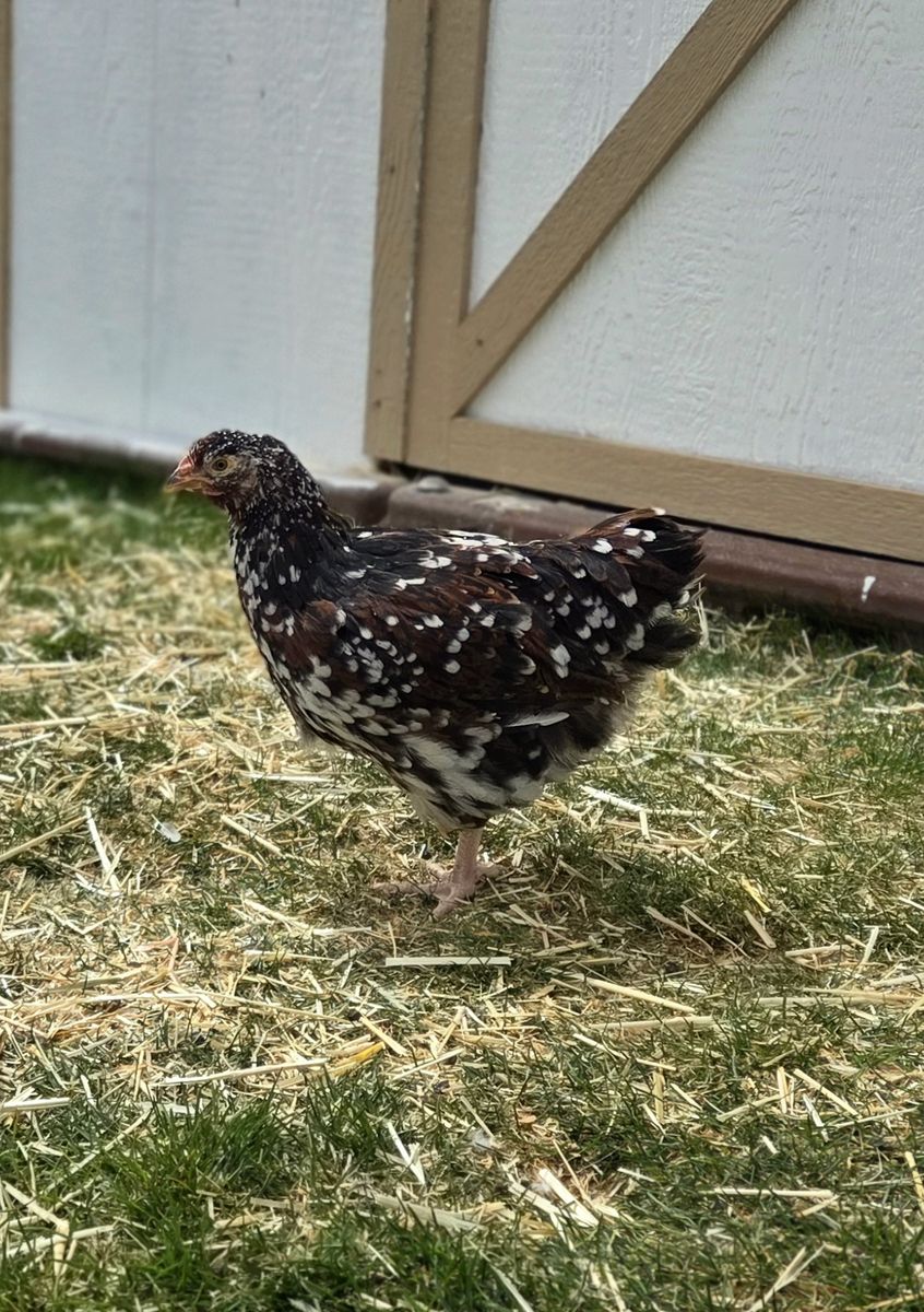 Jubilee Orphington Pullet