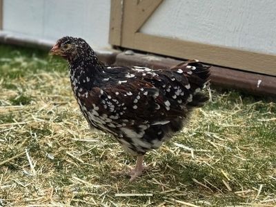 Jubilee Orphington Pullet