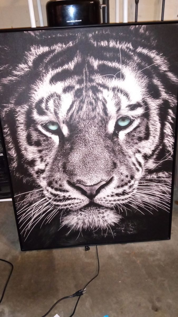Blue eyed black n white tiger wall art picture