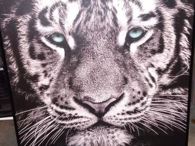 Blue eyed black n white tiger wall art picture