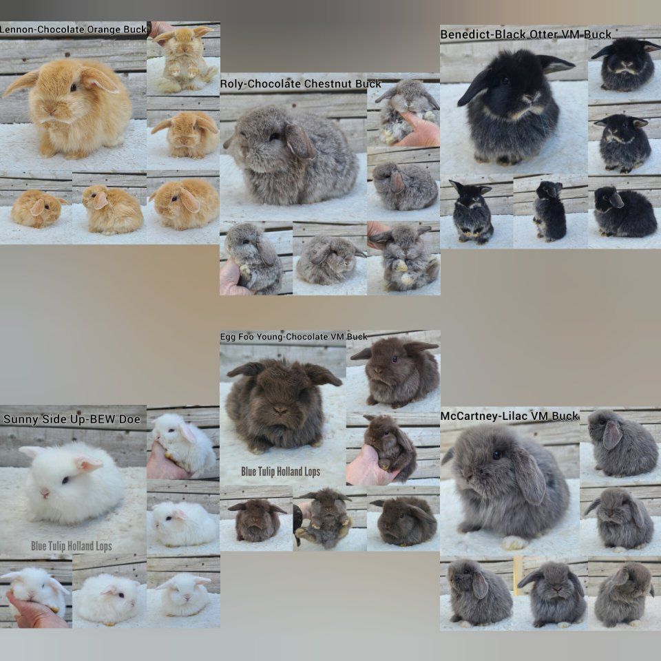 Holland Lops Ready March 30th