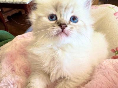 SWEET Ragdoll kittens/GORGEOUS, FLUFFY, STAY SMALL--LOYAL, PUPPYLIKE/BEST Temperament. Do tricks! Shed less/less allergenic!
