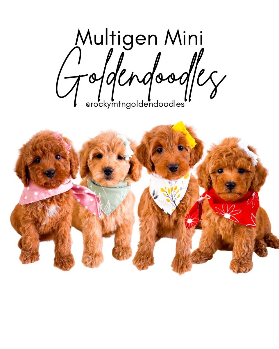 Petite Mini Goldendoodle Girls Multigen Golden Doodle Ready Now Wavy and Curly Hair Types - FCFS