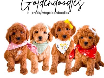 Petite Mini Goldendoodle Girls Multigen Golden Doodle Ready Now Wavy and Curly Hair Types - FCFS