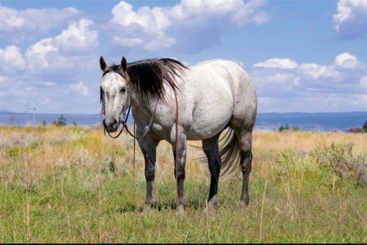Seven year gelding