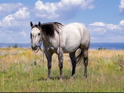 Seven year gelding