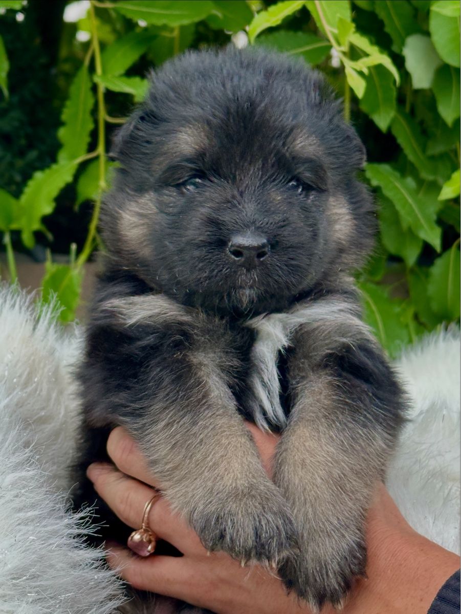 Samoyed German Shepherd Mix Puppies (Sammy Shepherds)