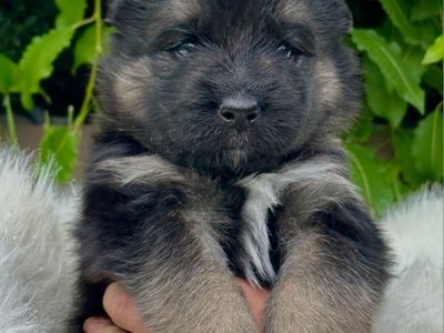Samoyed German Shepherd Mix Puppies (Sammy Shepherds)