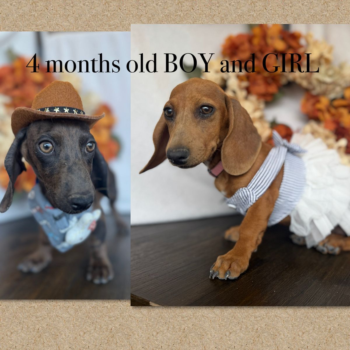 Your new mini dachshund bestie! 