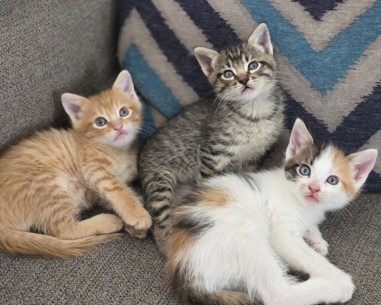 Adorable Kitten Seeking Forever Home