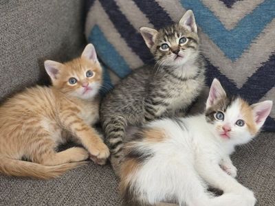 Adorable Kitten Seeking Forever Home