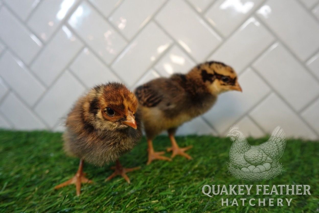 Blue Laced Red Wyandotte Chicks