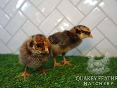 Blue Laced Red Wyandotte Chicks