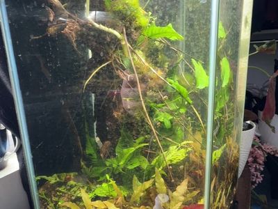 20g empty hexagon tank